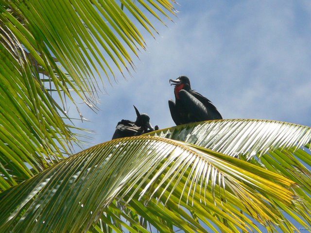 86- Les fregates nous observent du haut des cocotiers 
